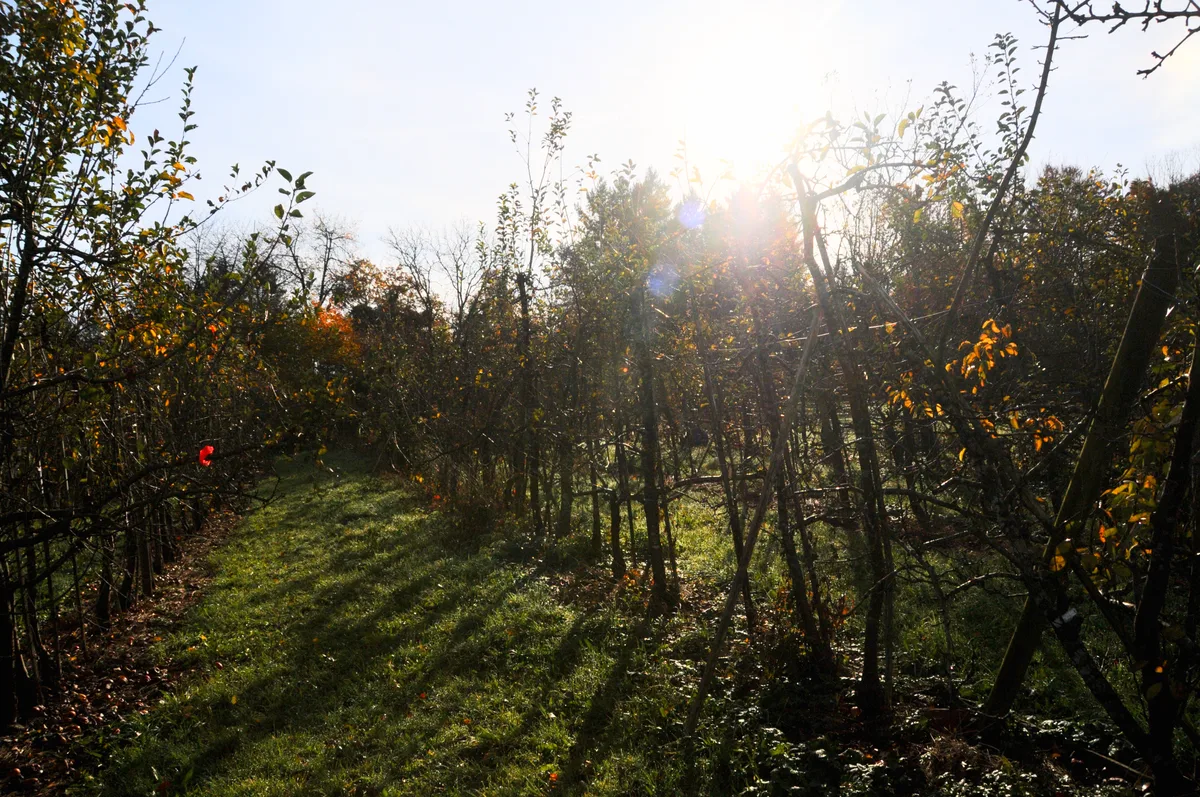 Man sieht einen Obstgarten in der Morgensonne.